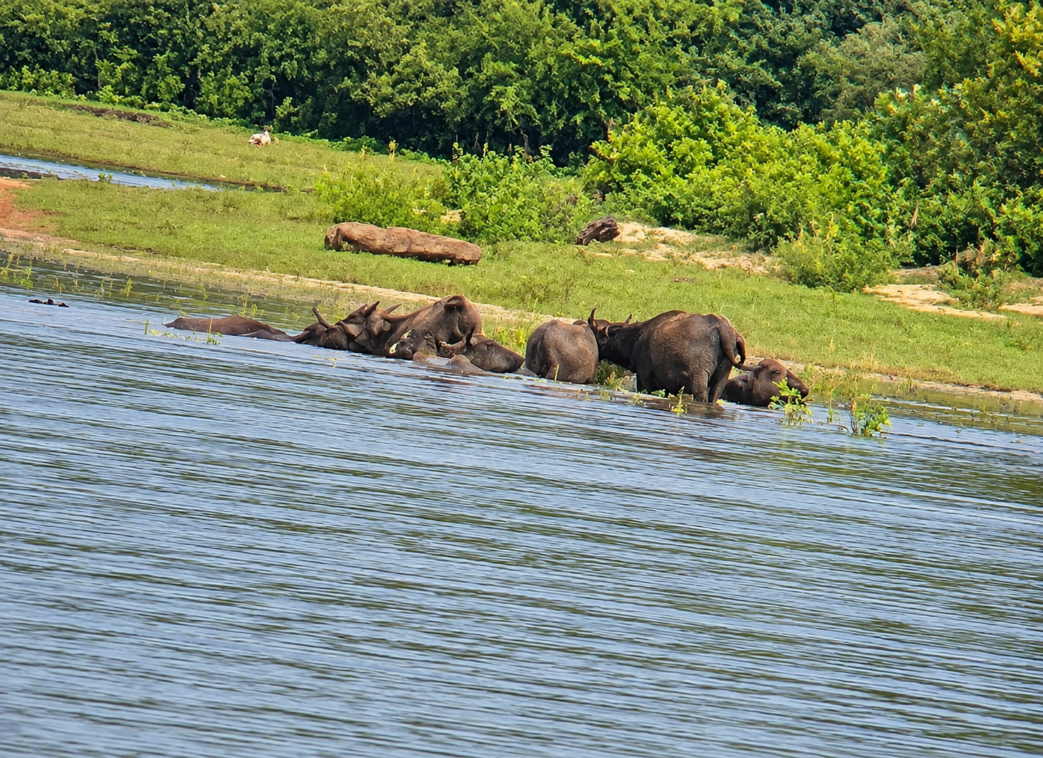 THE WETLAND HERDS
